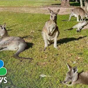 Deadly Attack By Kangaroo On Man, 77, Confounds Experts
