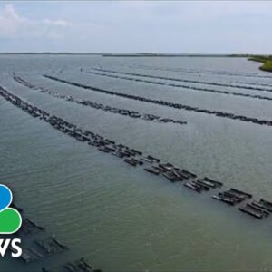 Restoring America's Oyster Population Through Conservation & Farming | Nightly News Films