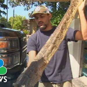 Florida Teen Captures 28 Snakes To Win 2022 Python Challenge