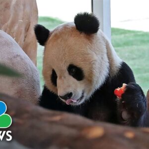 Giant Panda Pair Sent From China To Qatar Ahead Of Soccer World Cup