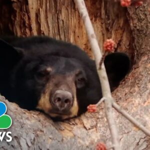 Bear Finds Home In Tree Of Connecticut Backyard