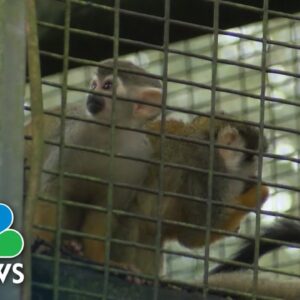 Squirrel monkeys stolen from Louisiana's 'Zoosiana'