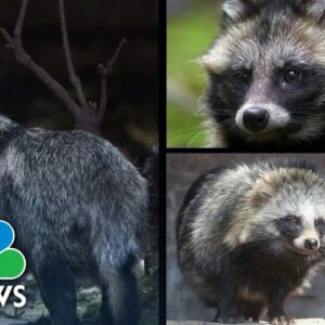 Raccoon dogs linked to Covid-19 origins, new data suggests