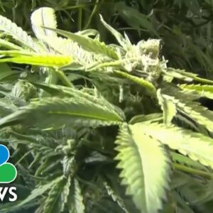 New marijuana legislation would allow cannabis businesses access to banking services
