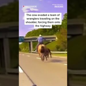 Cowboy lassos runaway #cow on highway in #Michigan