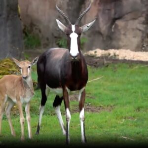 Meet the rare African antelope born at the Oregon Zoo | Nightly News: Kids Edition