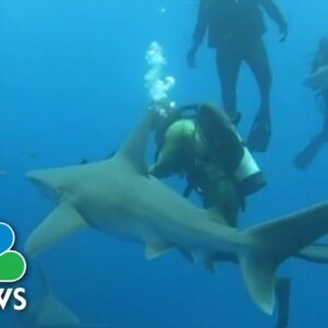 Two people hospitalized after east coast shark attacks