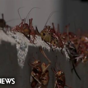 Massive cricket invasion takes over Nevada town