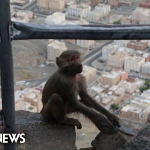 Watch: Monkey steals clothes from Hajj pilgrim near Mecca