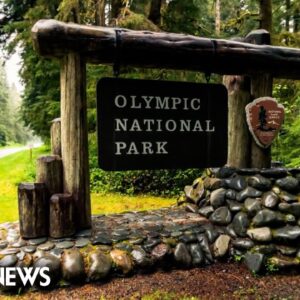 Cougar attacks 8-year-old at Olympic National Park in Washington