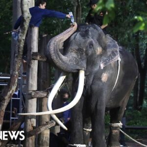 Elephant returns to Thailand after allegations of abuse in Sri Lanka