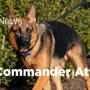 Biden's Dog Involved In 10 BITING INCIDENTS, Officers & WH Staff INJURED: Judicial Watch Report