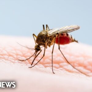 More cases of malaria are confirmed in Florida