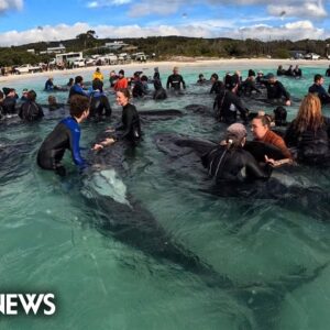 Rescuers race to save whales stranded on remote Australian beach