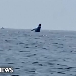 Watch: Three whales jump out of water simultaneously
