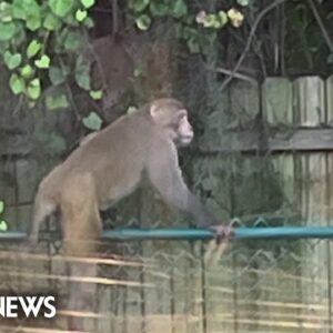 Florida police warn residents not to approach loose monkey
