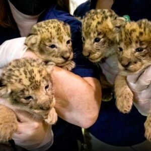 Meet the adorable 'Fab Four' lion cubs making their first public debut | Nightly News: Kids Edition