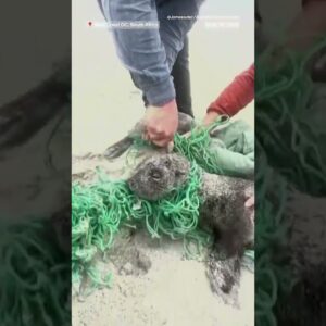 Beachgoers save baby seal from net in South Africa