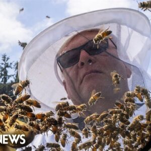 Five million bees fall from truck in Canada, causing chaos