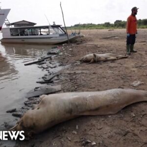 More than 100 dolphins found dead in Brazilian Amazon rainforest drought