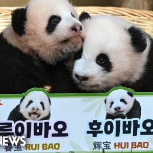 Twin giant panda cubs named by South Korean zoo