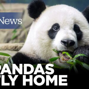 National Zoo's 3 Giant Pandas Return to China, Ending 50 Years of 'Panda Diplomacy'