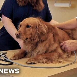 Veterinarians exploring treatments to help dogs suffering from growing respiratory illness