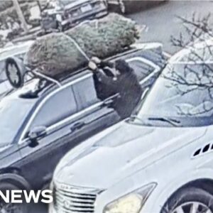 Watch: California ‘Grinch’ steals Christmas tree tied to parked car
