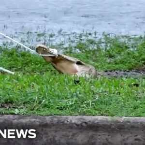 WATCH: Crocodile captured after floods strike northern Australia