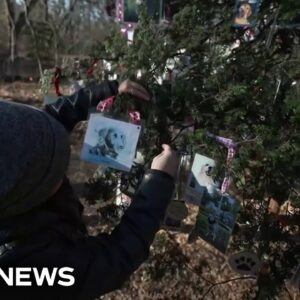 New Yorkers memorialize lost pets with special Central Park Christmas tree